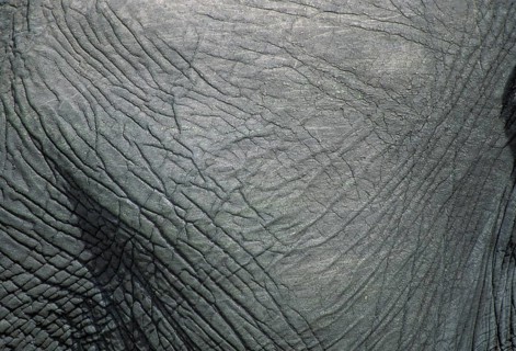African elephant