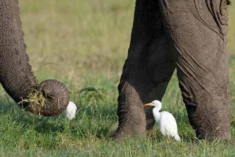 Adult cattle egret