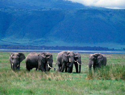 African elephant