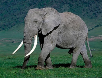 African elephant
