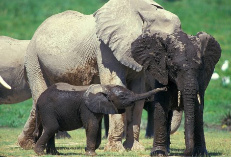African elephant