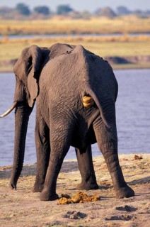 African elephant