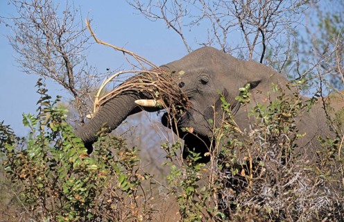 African Elephant