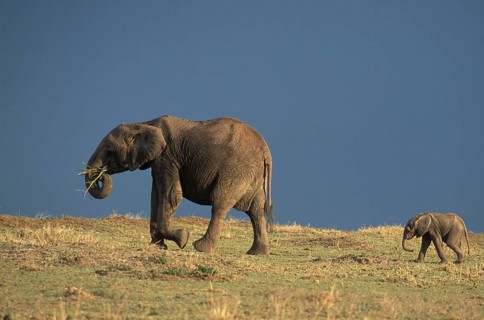 African elephant