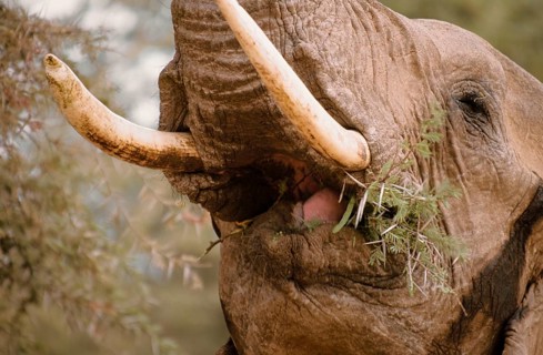 African elephant