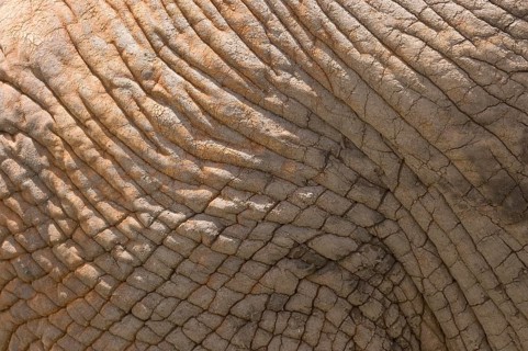 African Elephant