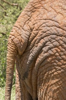 African Elephant