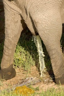 African elephant