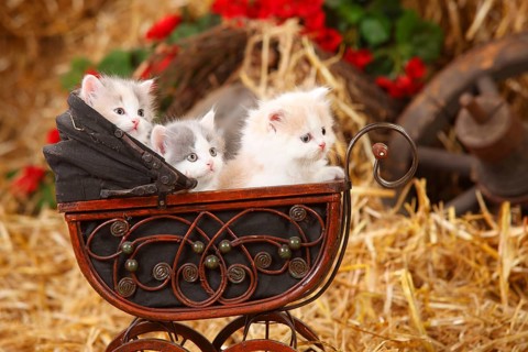 British Longhair