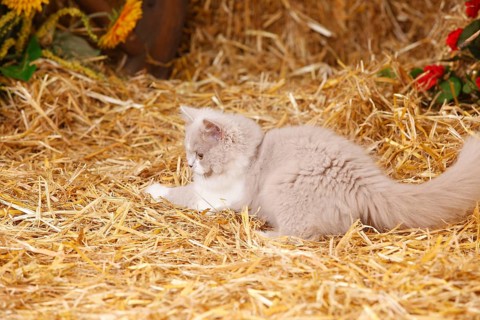 British Longhair