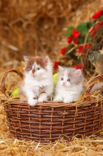 British Longhair
