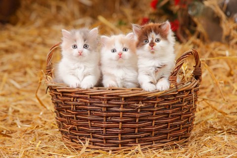 British Longhair