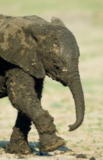 African elephant