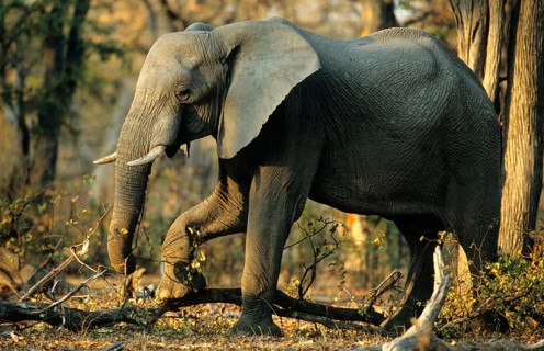 African elephant
