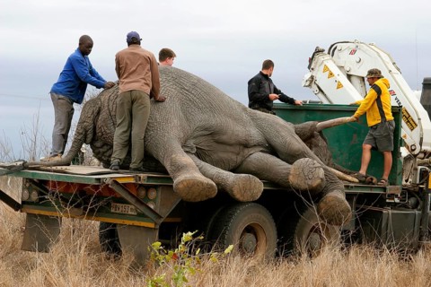 African Elephant