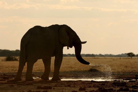 African elephant