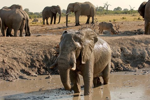 African elephant
