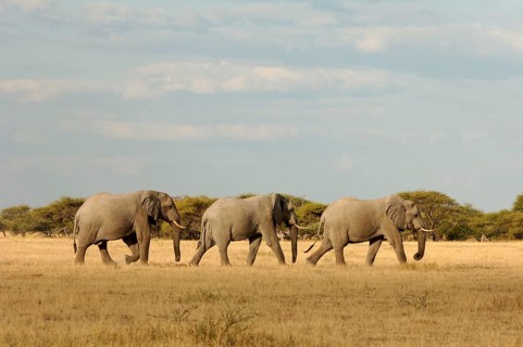 African elephant