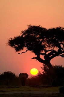 African elephant