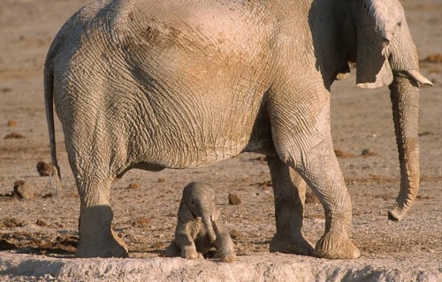 African elephant