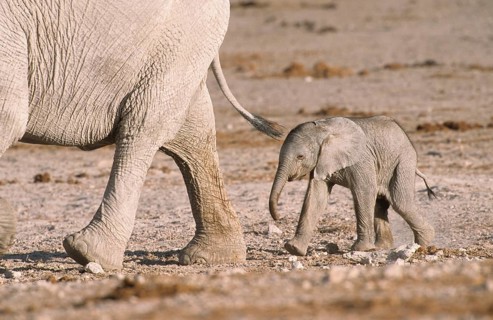 African elephant