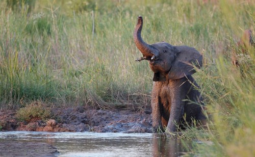 African elephant