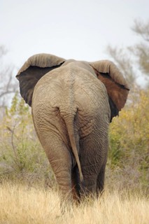 African elephant