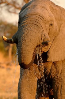 African elephant
