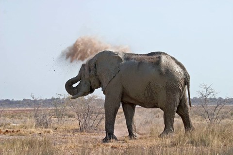 African elephant