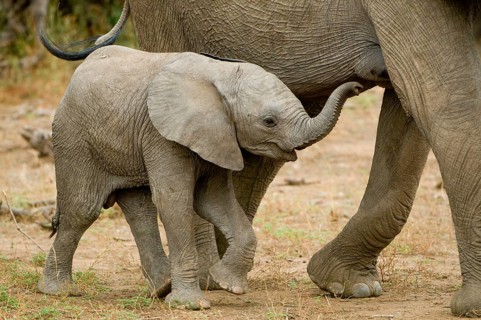 African elephant