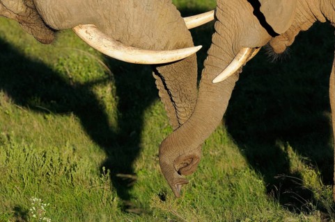 African elephant