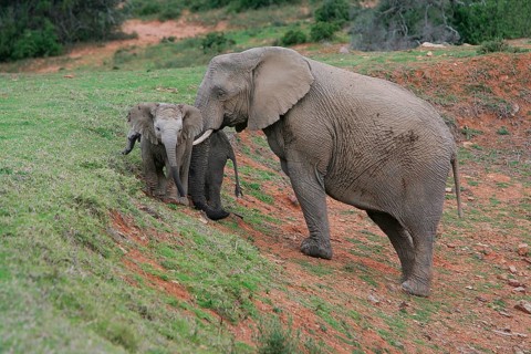 African elephant
