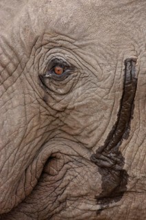 African elephant