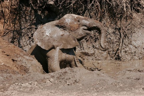 African elephant