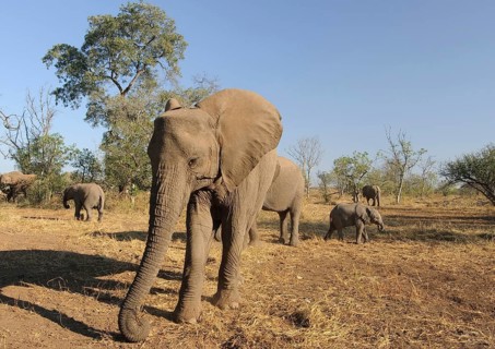 African elephant