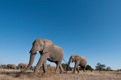African elephant