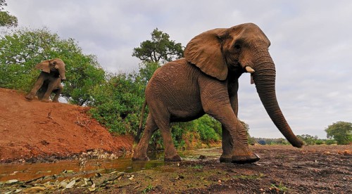 African elephant