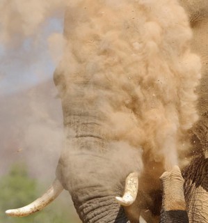 African elephant