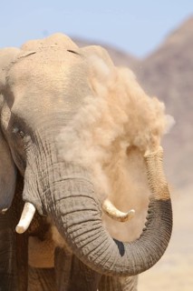 African elephant