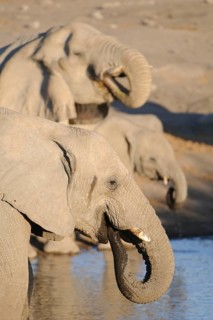 African elephant