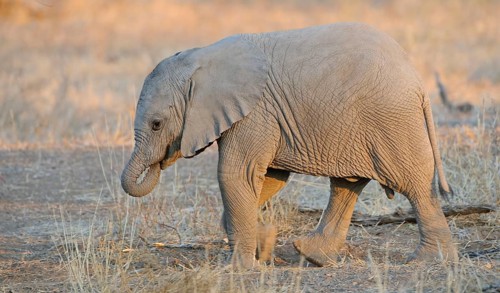 African elephant