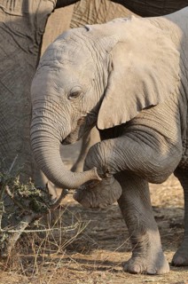 African elephant