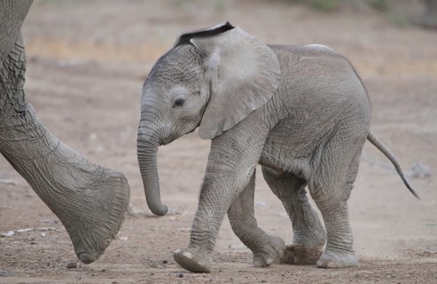 African elephant