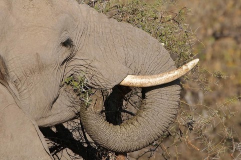 African elephant