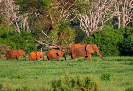 African elephant