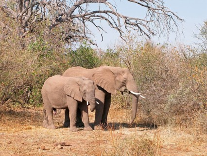 African elephant