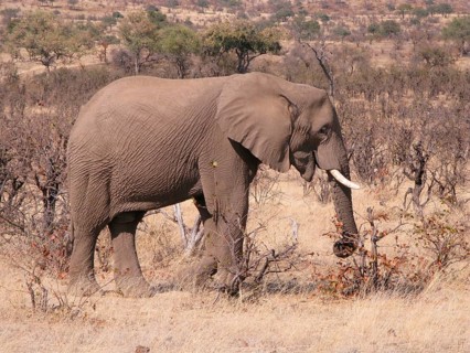African elephant