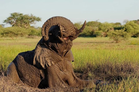 African elephant