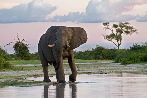 African elephant