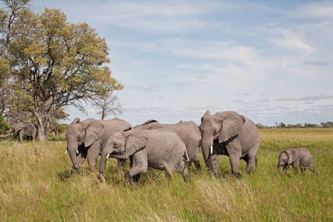 African elephant